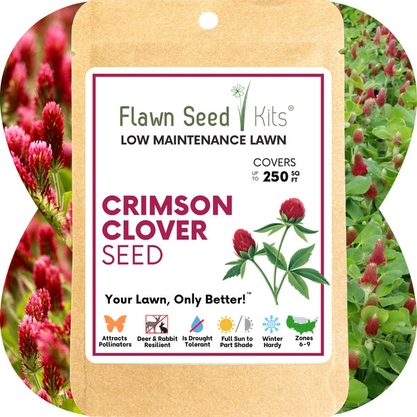 Crimson Clover Seed