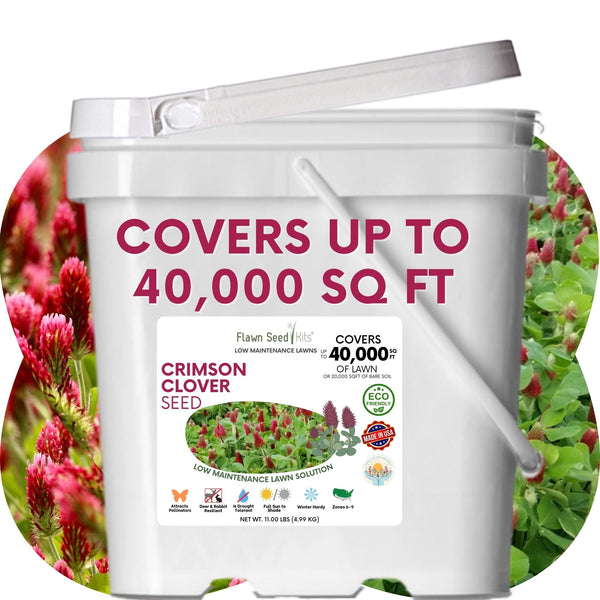 Crimson Clover Seed