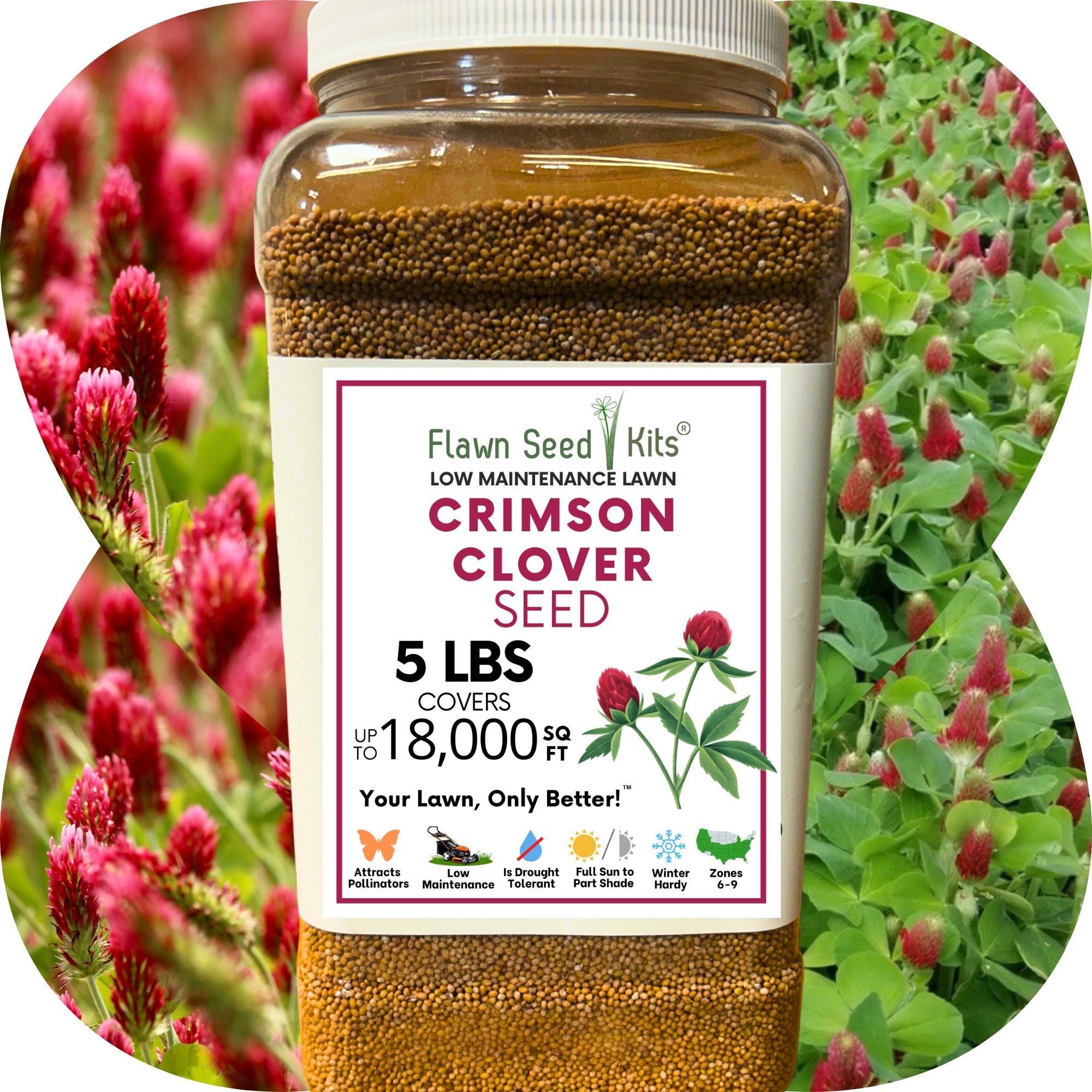 Crimson Clover Seed