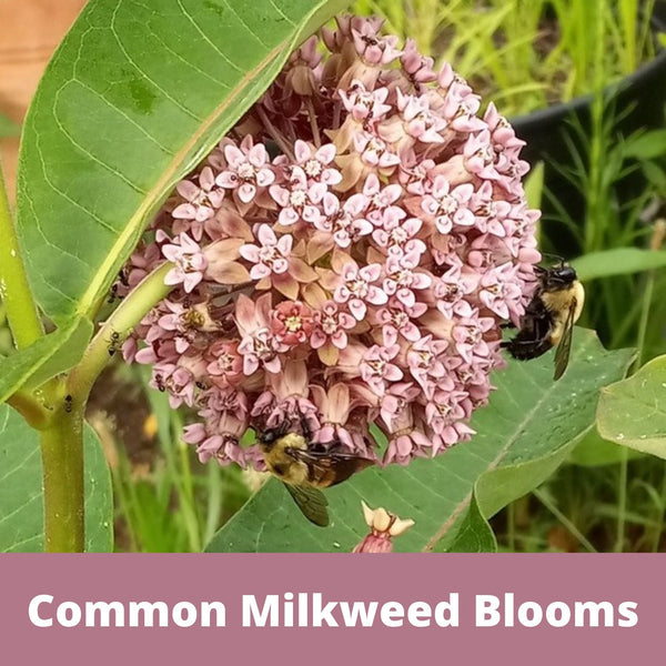 Non-GMO Common Milkweed seeds in compostable packaging — support monarch butterflies & native pollinators. Easy to grow, drought-tolerant & zones 3–8. Shop now.