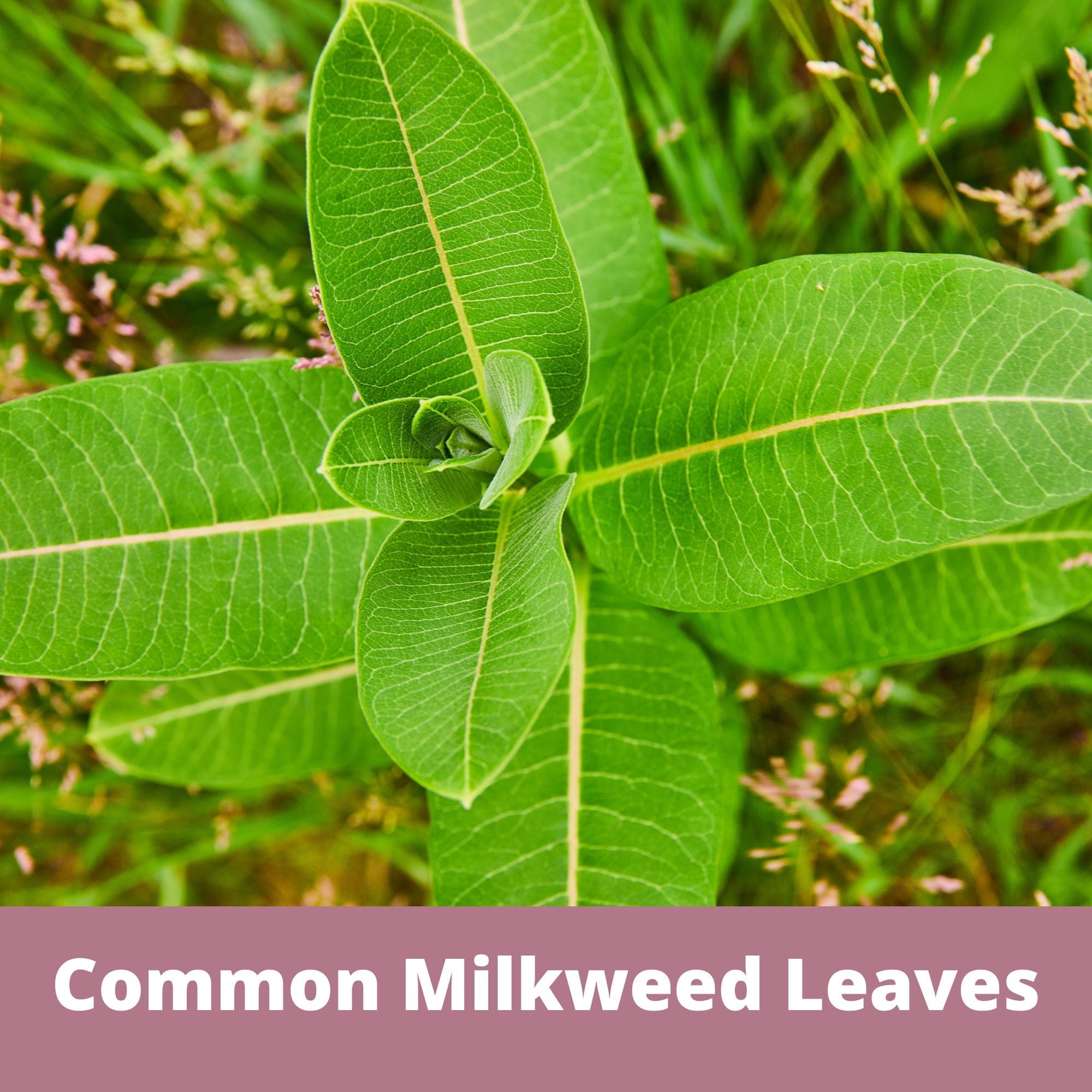 Close-up of common milkweed leaves with a blurred green and pink background