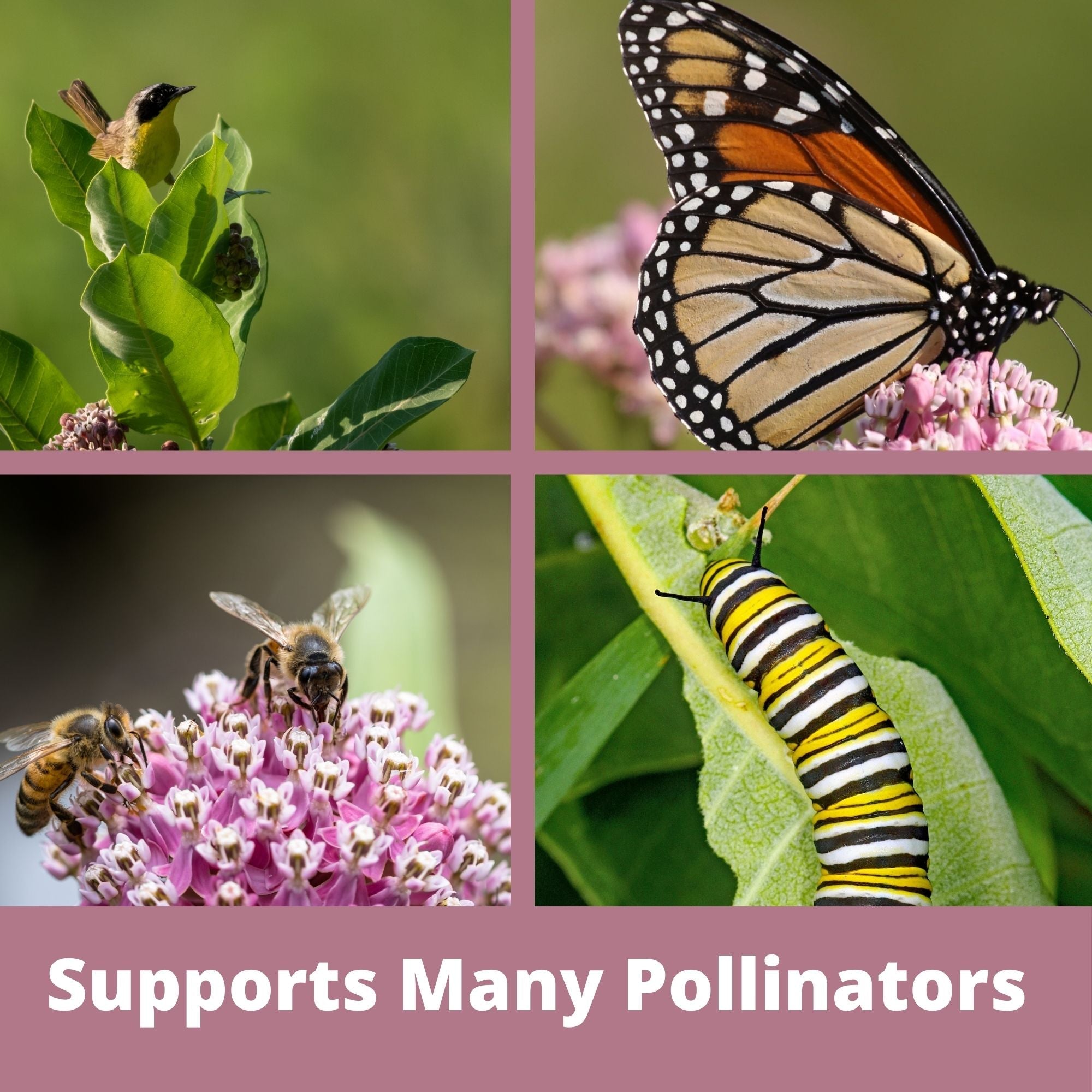 Non-GMO Common Milkweed seeds in compostable packaging — support monarch butterflies & native pollinators. Easy to grow, drought-tolerant & zones 3–8. Shop now.