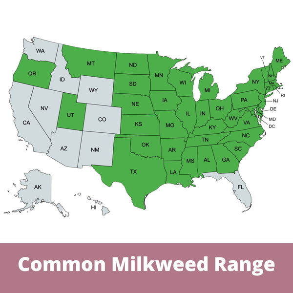 Non-GMO Common Milkweed seeds in compostable packaging — support monarch butterflies & native pollinators. Easy to grow, drought-tolerant & zones 3–8. Shop now.