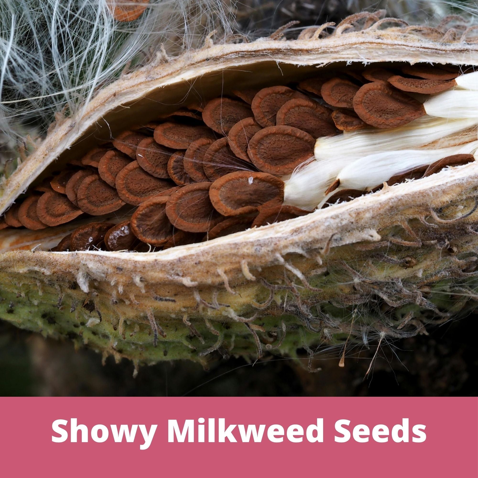 Showy Milkweed Seeds with a pink banner at the bottom