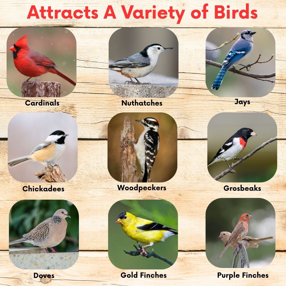 Cardinal & Finch Feast Wild Bird Seed Blend