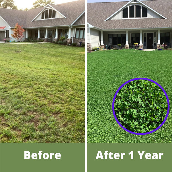 Dutch White Clover Seed: Your Resilient, Drought-Tolerant, Eco-Friendly Lawn Solution
