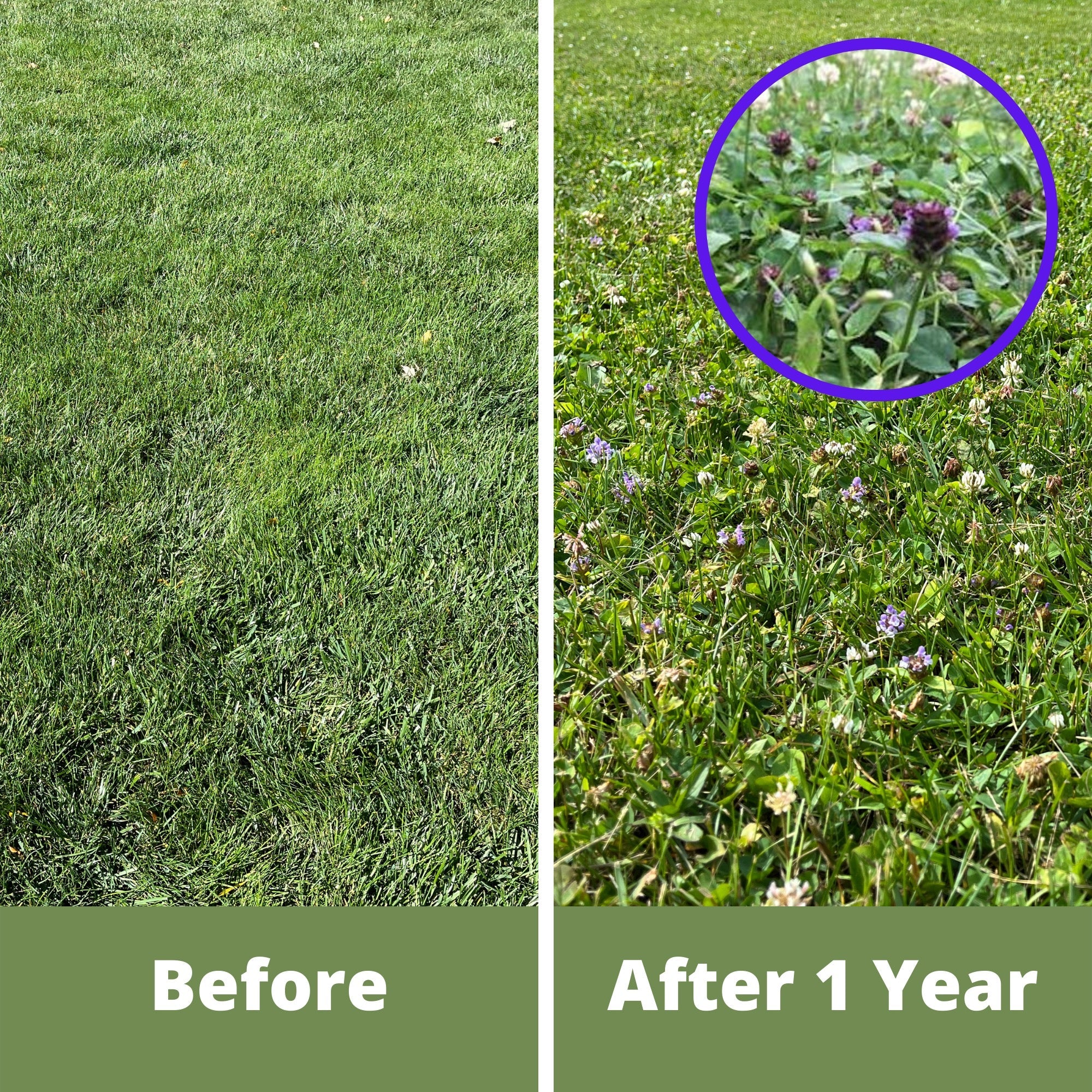 Comparison of grass before and after a year, with weeds highlighted.