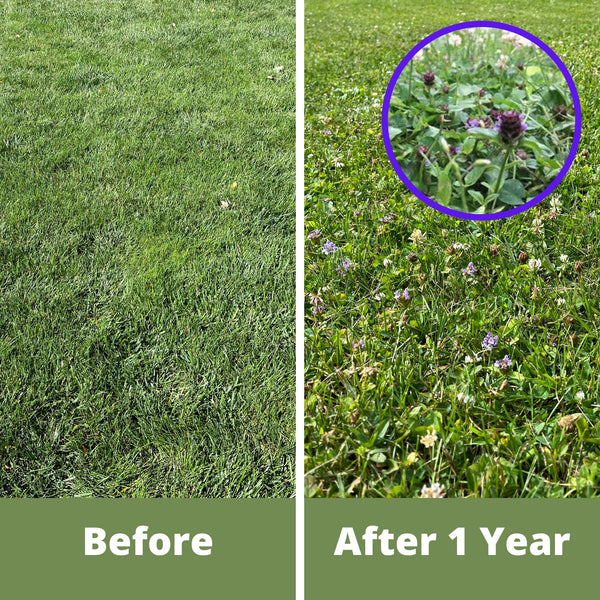 Comparison of grass before and after a year, with weeds highlighted.