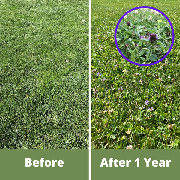 Comparison of grass before and after a year, with a close-up of weeds.