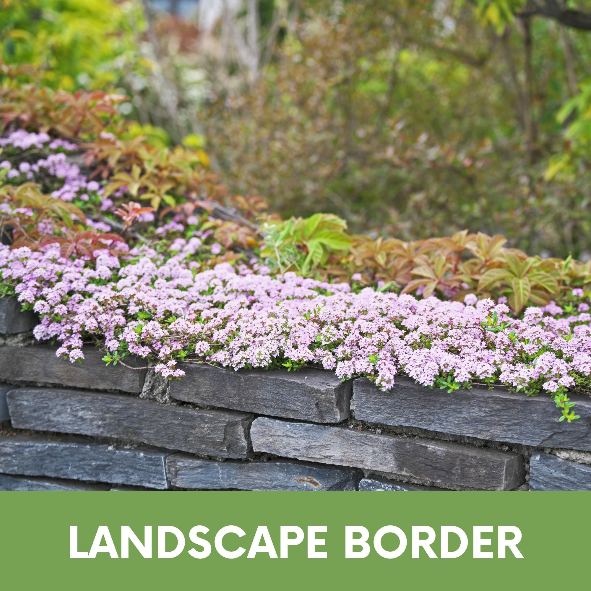 Creeping Thyme Seed Pouch: Create a Low-Growing, Eco-Friendly, Pollinator-Friendly Lawn