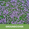 Creeping Thyme Eco-Friendly Seeding Kit
