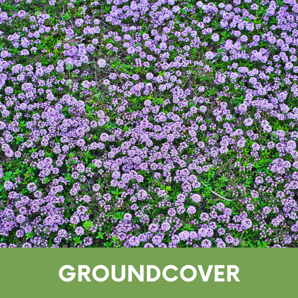 Creeping Thyme Eco-Friendly Seeding Kit