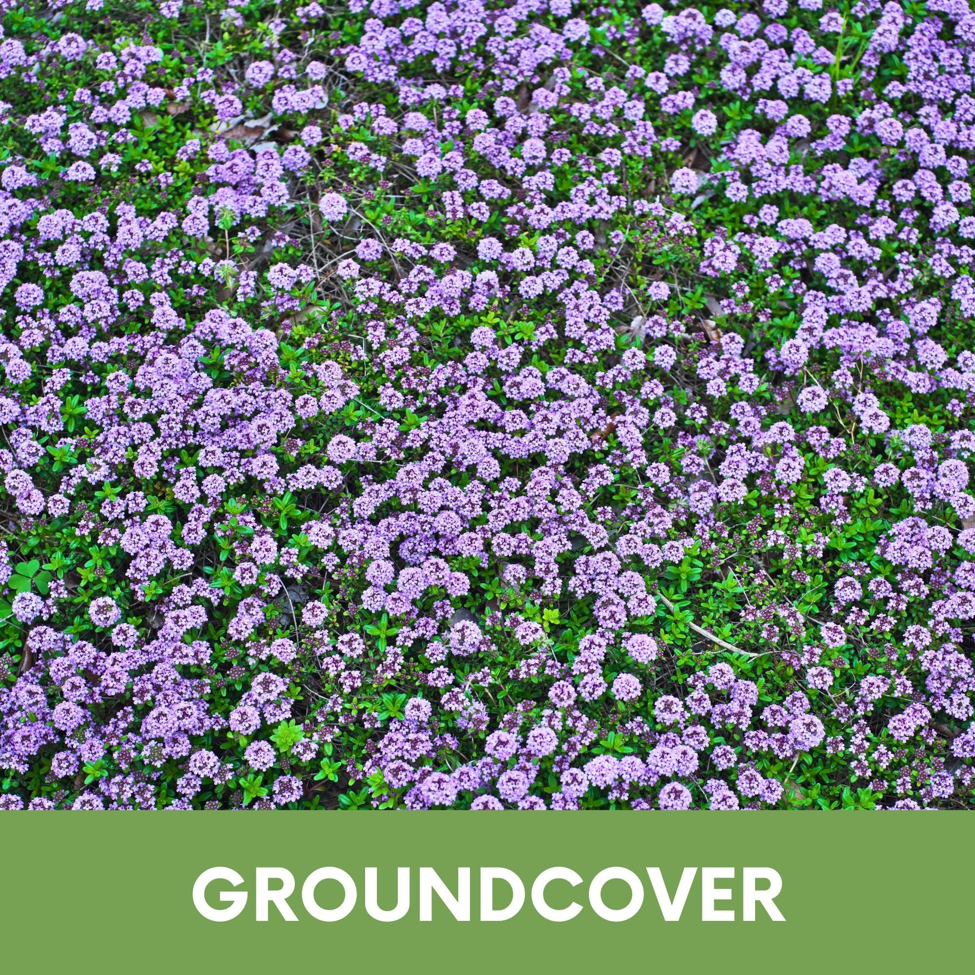 Creeping Thyme Seed Pouch: Create a Low-Growing, Eco-Friendly, Pollinator-Friendly Lawn