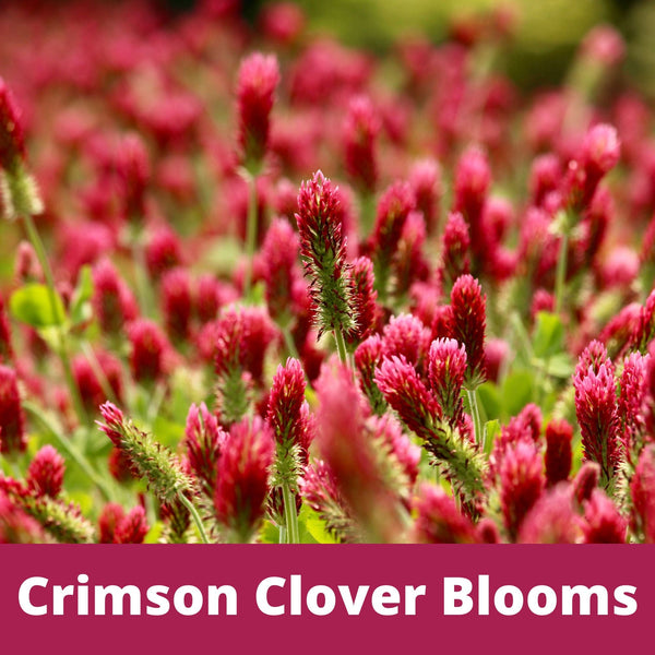 Crimson Clover + Mow Less Grass Seed – Eco-Friendly Lawn Mix for Pollinators & Low Maintenance