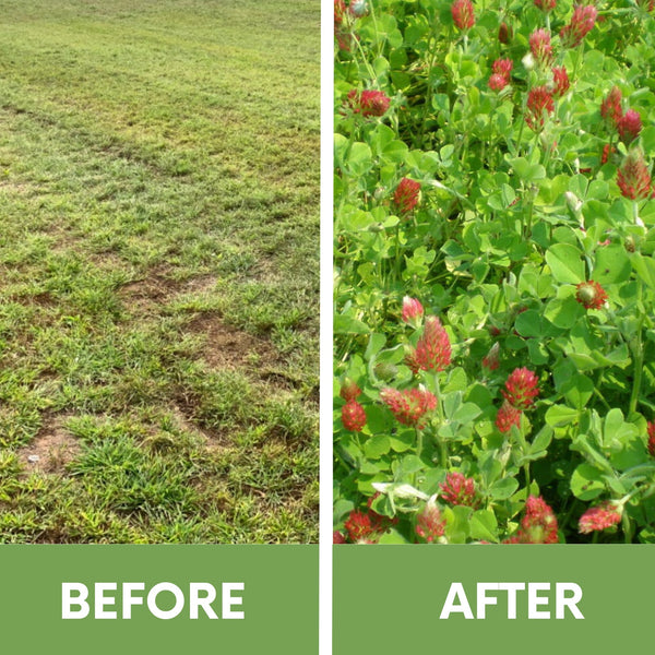 Crimson Clover Eco-Friendly Seeding Kit