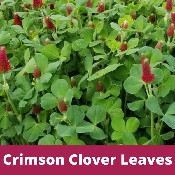 Crimson Clover + Mow Less Grass Seed – Eco-Friendly Lawn Mix for Pollinators & Low Maintenance