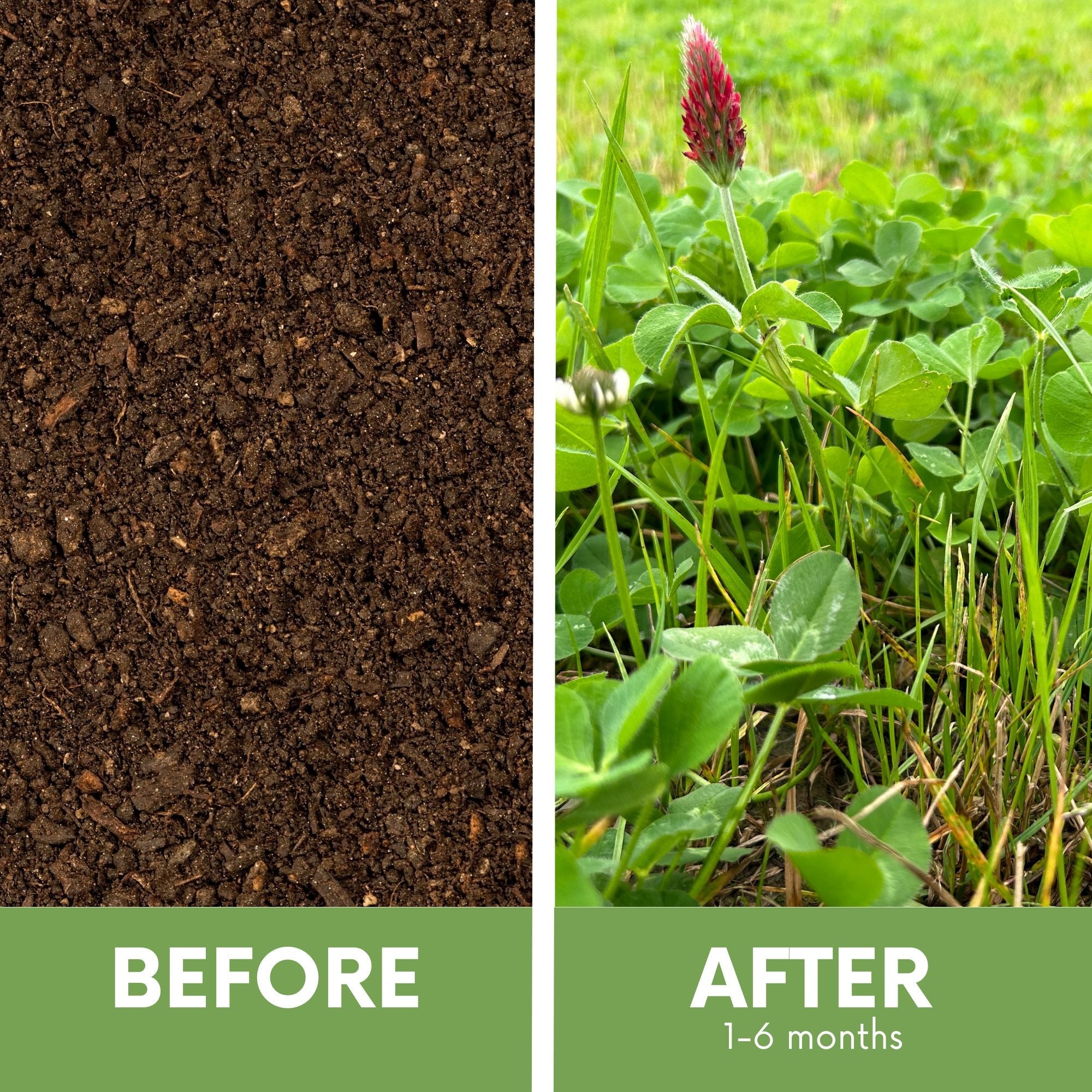 Crimson Clover + Mow Less Grass Seed – Eco-Friendly Lawn Mix for Pollinators & Low Maintenance