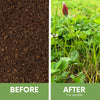Crimson Clover + Mow Less Grass Seed – Eco-Friendly Lawn Mix for Pollinators & Low Maintenance