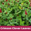 Crimson Clover Easy Spread Shaker