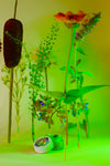 Artistic arrangement of plants and a bottle cap on a green background