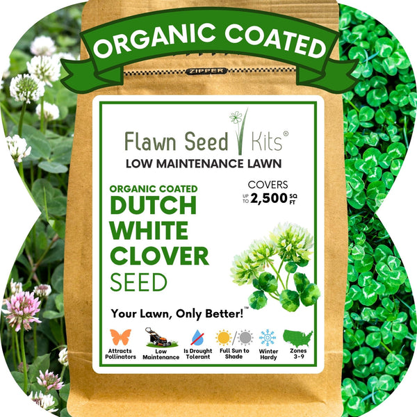 Dutch White Clover Seed: Your Resilient, Drought-Tolerant, Eco-Friendly Lawn Solution