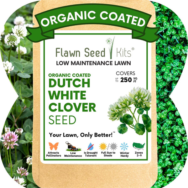 Dutch White Clover Seed: Your Resilient, Drought-Tolerant, Eco-Friendly Lawn Solution