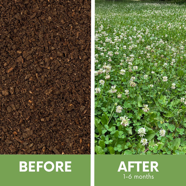 🌱 Dutch White Clover + Mow Less Grass Seed Blend