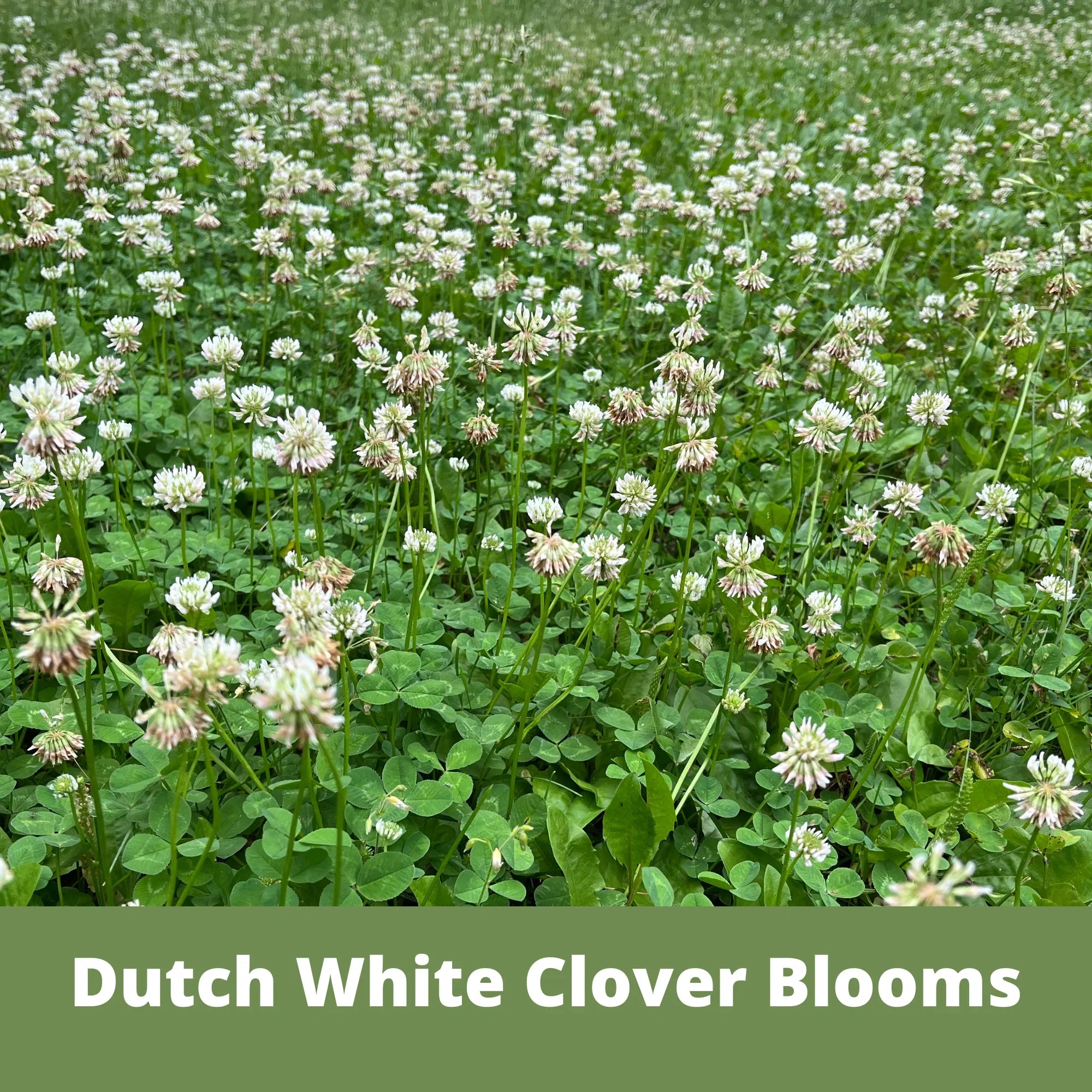 Dutch White Clover Seed: Your Resilient, Drought-Tolerant, Eco-Friendly Lawn Solution