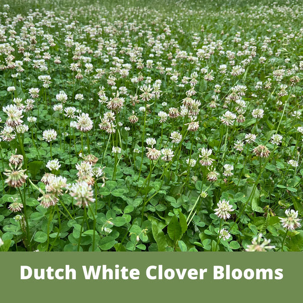 Dutch White Clover Seed: Your Resilient, Drought-Tolerant, Eco-Friendly Lawn Solution