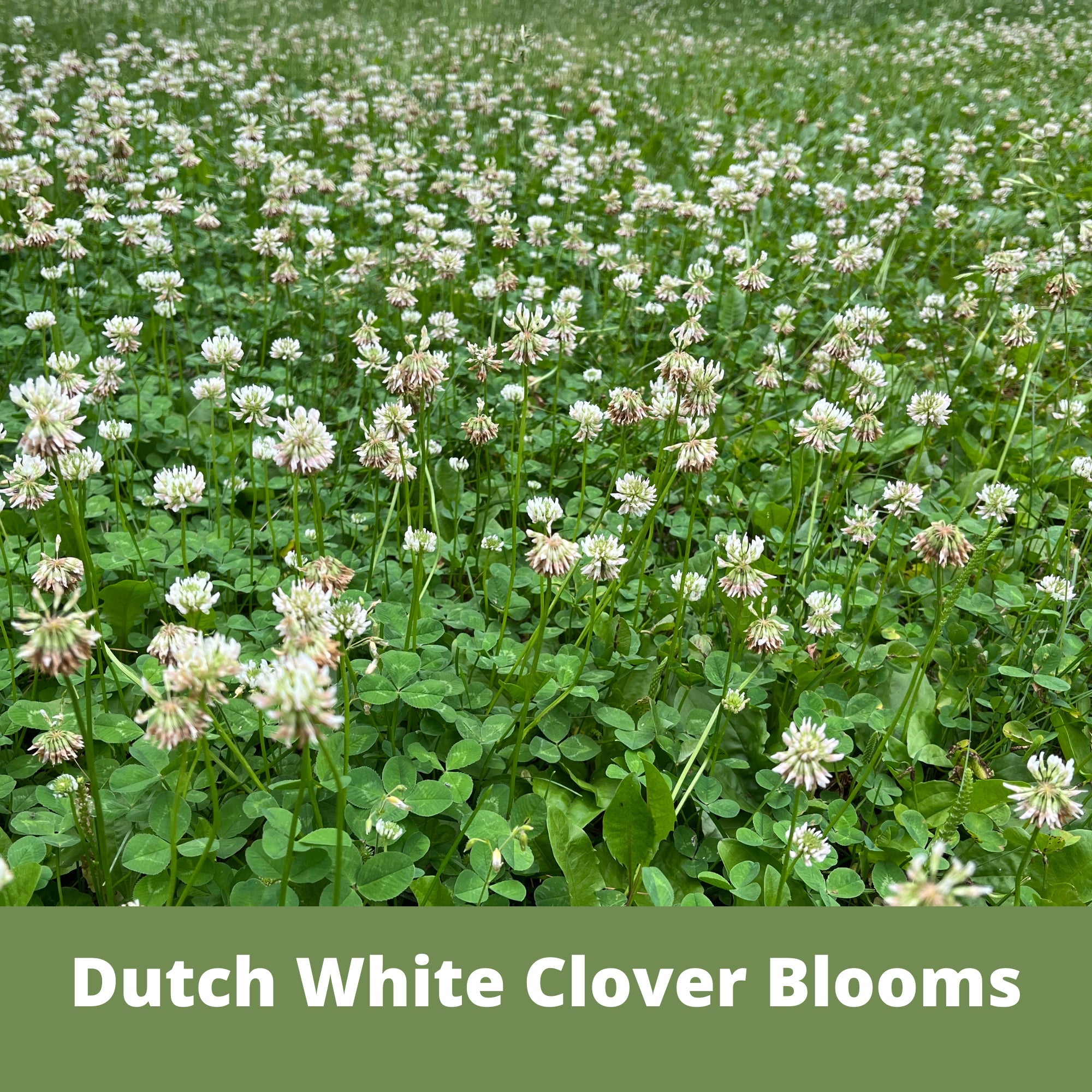 Easy Grow Dutch Clover Bee Lawn Eco-Friendly Kit