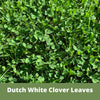 Dutch White Clover Seed: Your Resilient, Drought-Tolerant, Eco-Friendly Lawn Solution