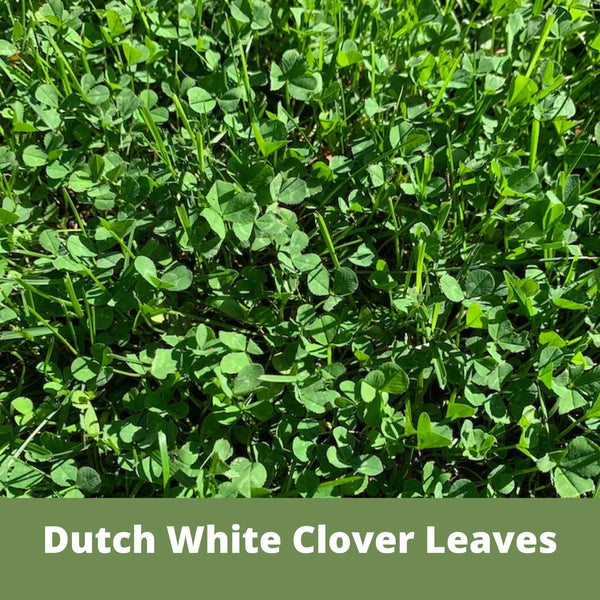 Dutch White Clover Seed: Your Resilient, Drought-Tolerant, Eco-Friendly Lawn Solution