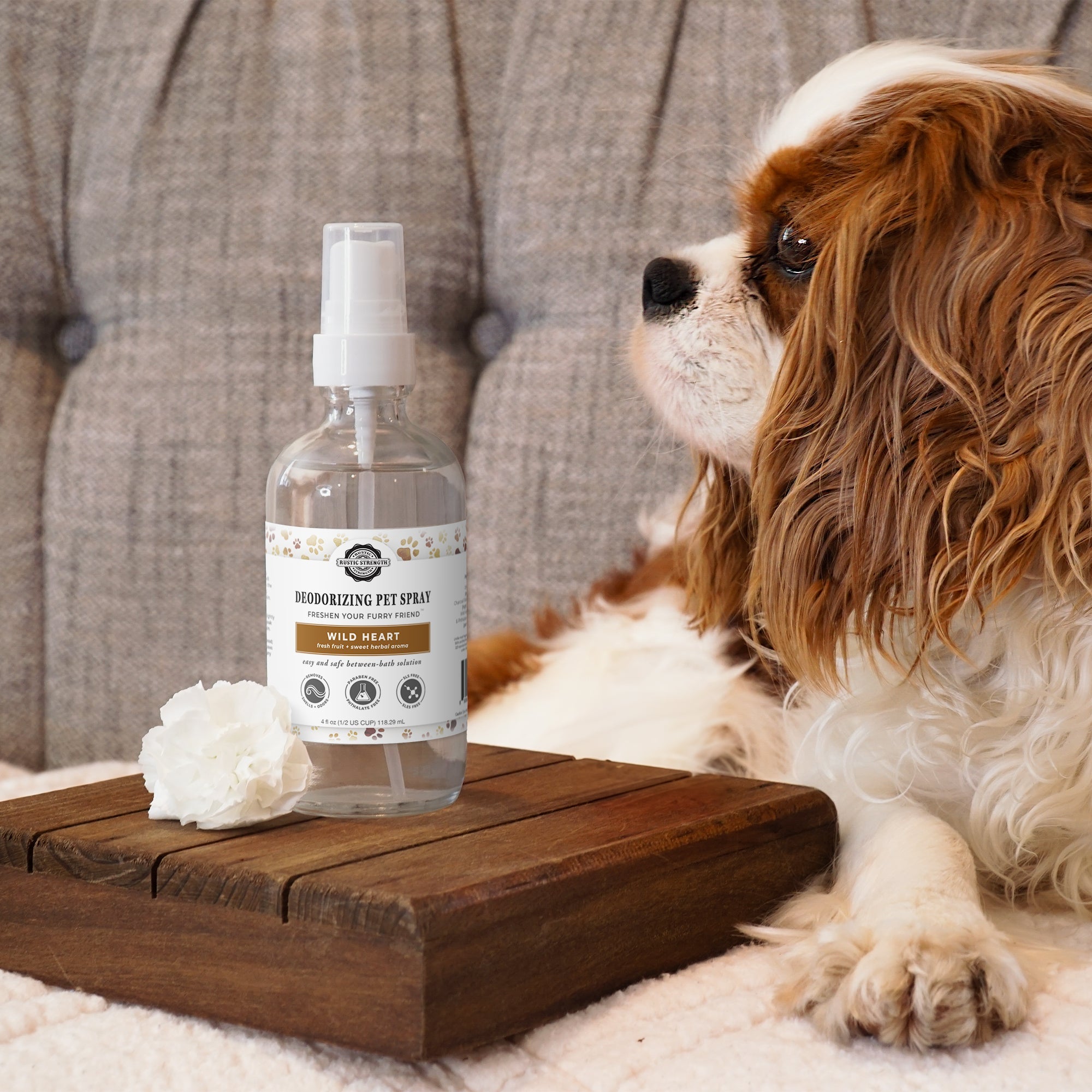 Dog next to a bottle of deodorizing pet spray on a wooden surface.
