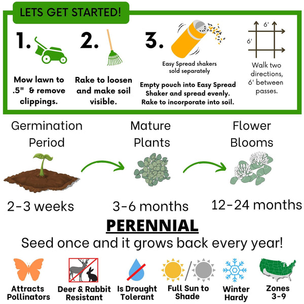 Dutch White Clover Seed: Your Resilient, Drought-Tolerant, Eco-Friendly Lawn Solution