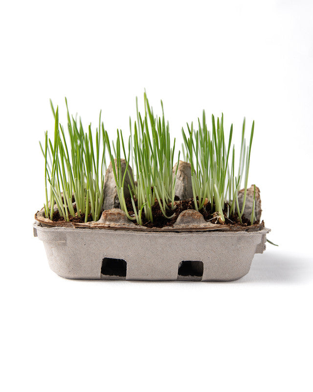 Egg carton with grass growing in it on a white background