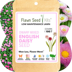 English Daisy Mixed seed pouch with non-GMO Bellis perennis flowering lawn blend