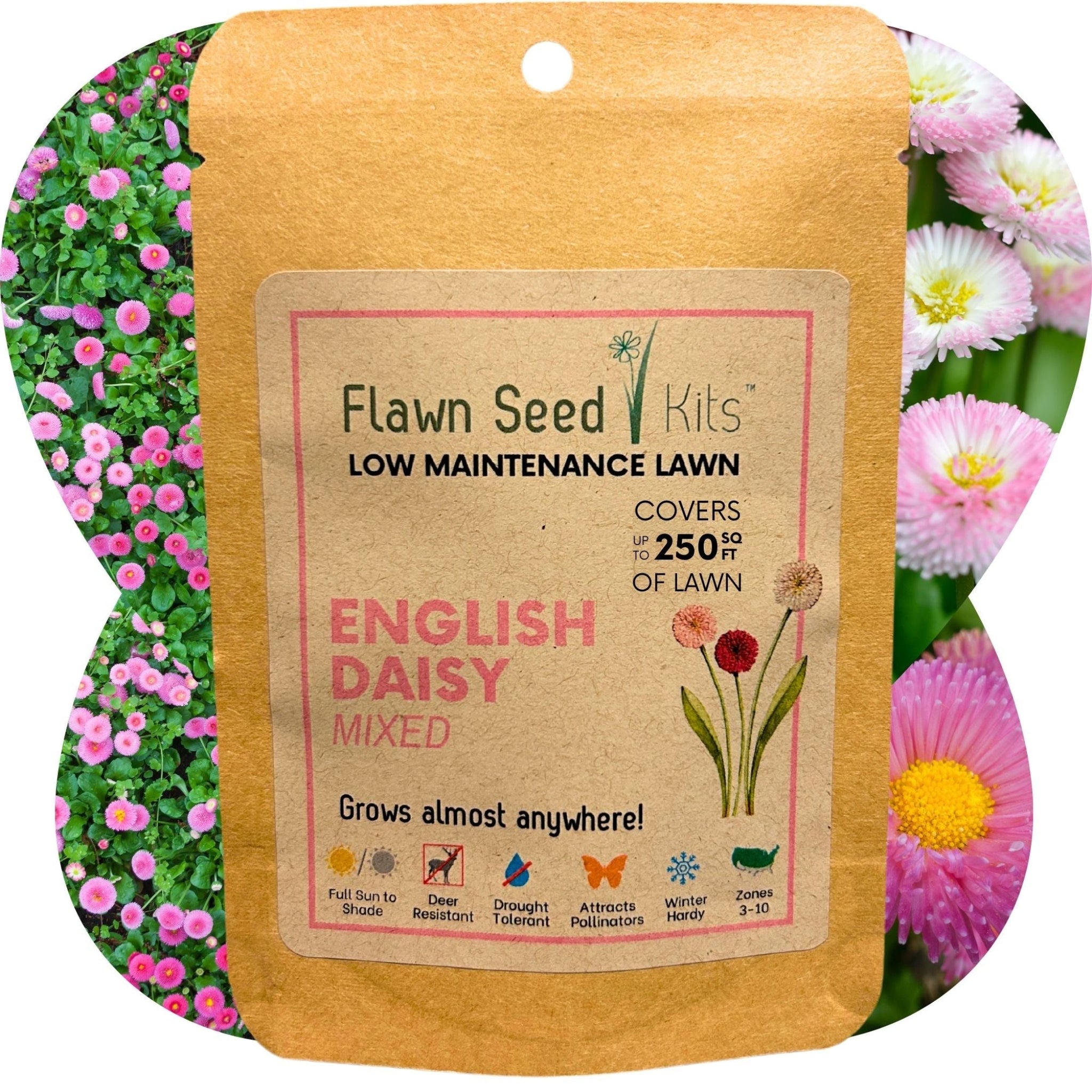 Flawn Seed Kits packaging for English Daisy mixed seeds with a floral background. Add color and charm to your lawn with English Daisy 'Mixed' seeds. This non-GMO blend creates a beautiful, pollinator-friendly flowering lawn with pink, white, and rose daisies. Perfect for a kid and pet friendly garden.