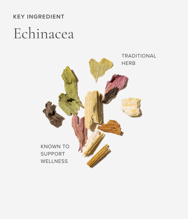 Dried echinacea flowers on a white background with text about echinacea and its benefits.