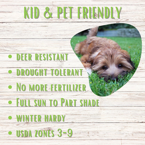 Heart-shaped cutout of a dog peeking over grass with text about plant characteristics on a wooden background.