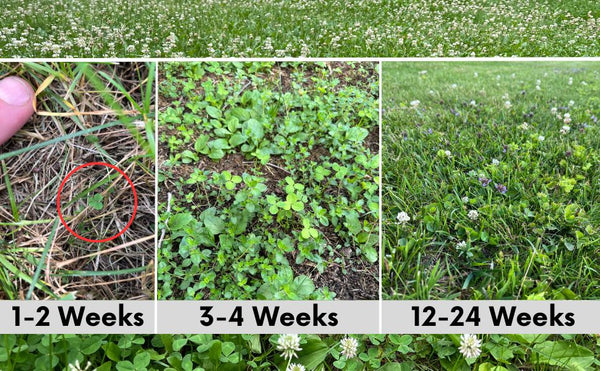 Collage showing the growth stages of clover from 1-2 weeks to 12-24 weeks.
