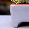 Gray ceramic planter with a red rim containing green plants on a white surface.