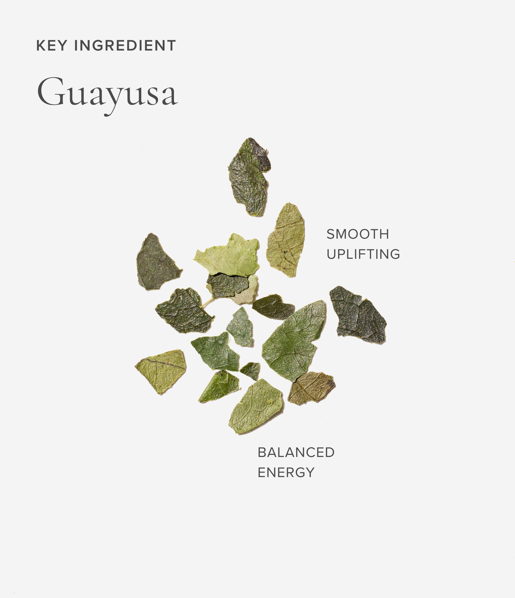 Dried guayusa leaves on a white background with text describing its properties.