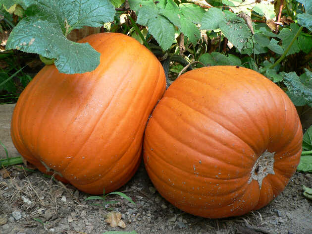 Large orange Jack O' Lantern carving pumpkin with deep ridges and sturdy stem, grown from Seattle Seed Company seeds