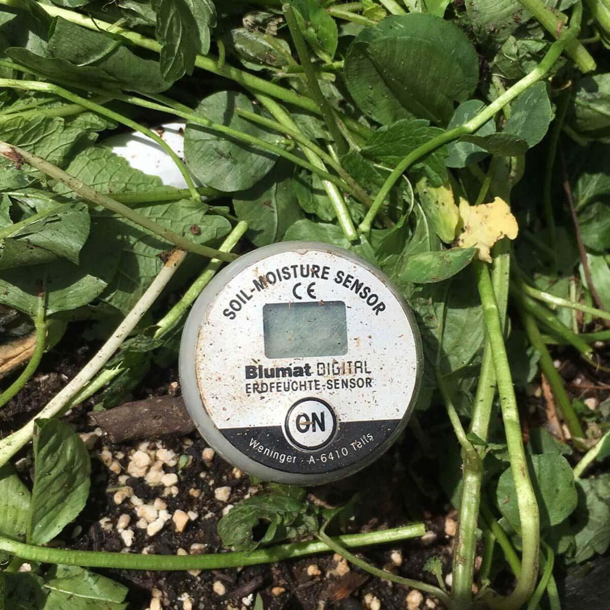 Blumat digital soil moisture sensor in a grassy area