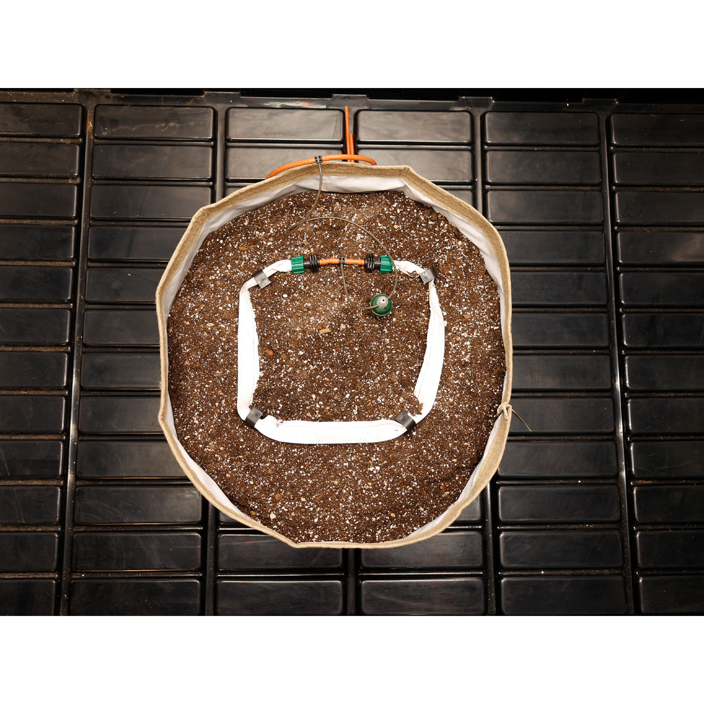 Top-down view of Blumat drip ring distribution system in a growing pot