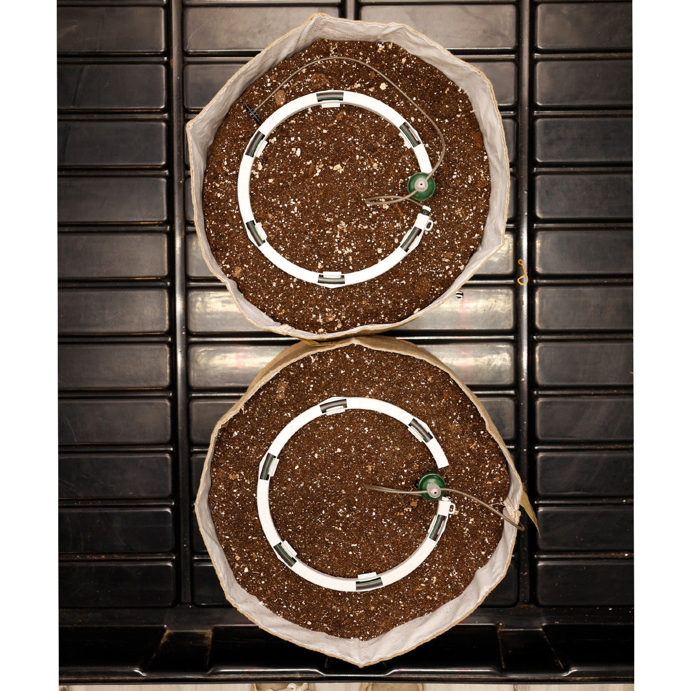 Two circular seed starting pots with soil on a black grid background