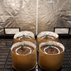 Four brown bags with soil and plants inside, against a reflective silver wall.