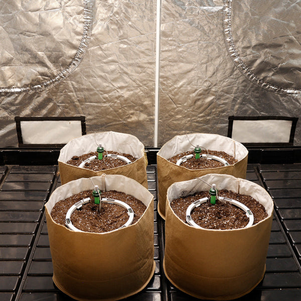 Four brown bags with soil and plants inside, against a reflective silver wall.