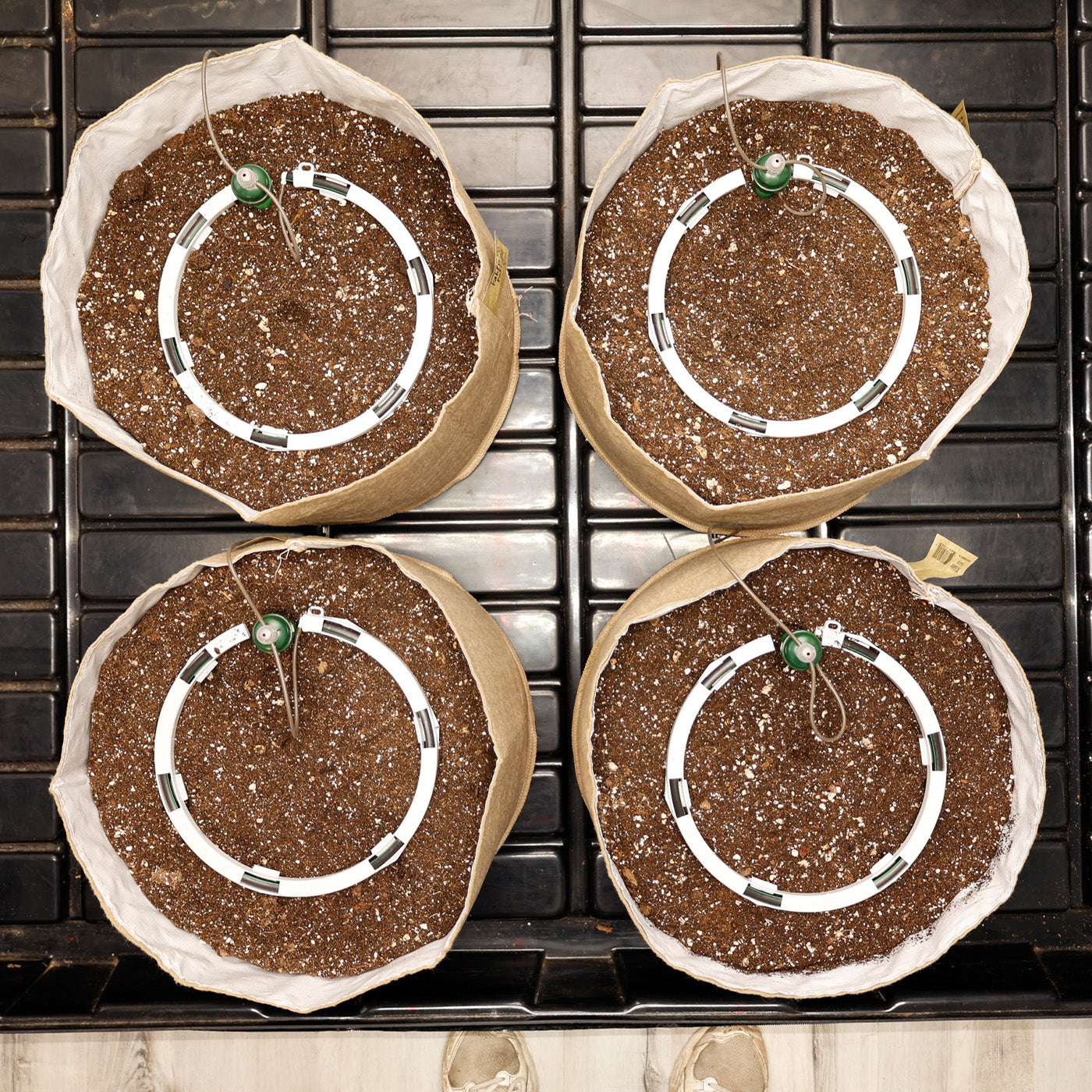 Four seedling pots with soil and small plants on a metal tray.