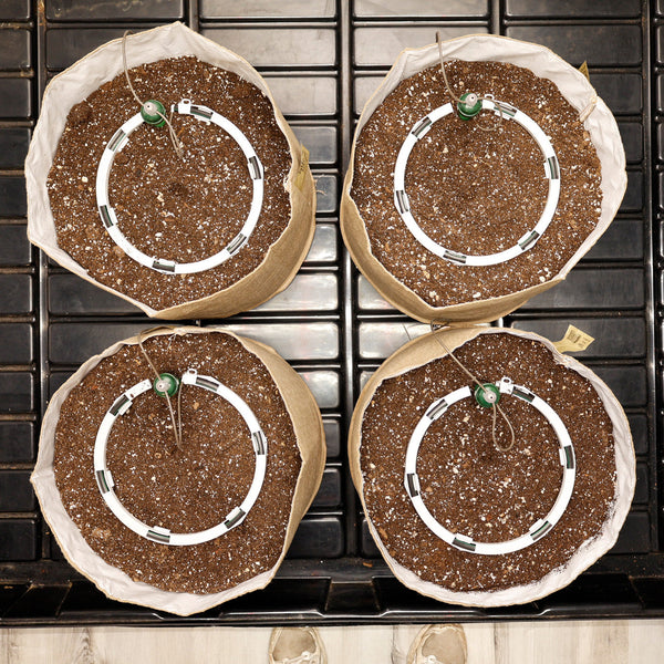 Four seedling pots with soil and small plants on a metal tray.